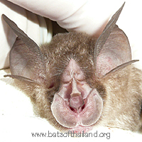 Rhinolophus malayanus